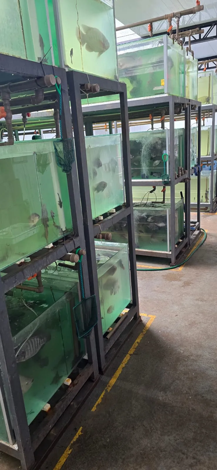 Tanques con reproductores